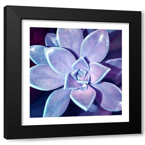 Succulent Dawn 4 Black Modern Wood Framed Art Print by Pearson, Debbie