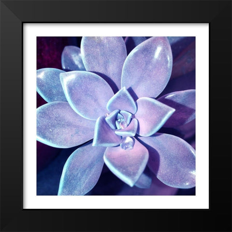 Succulent Dawn 4 Black Modern Wood Framed Art Print by Pearson, Debbie