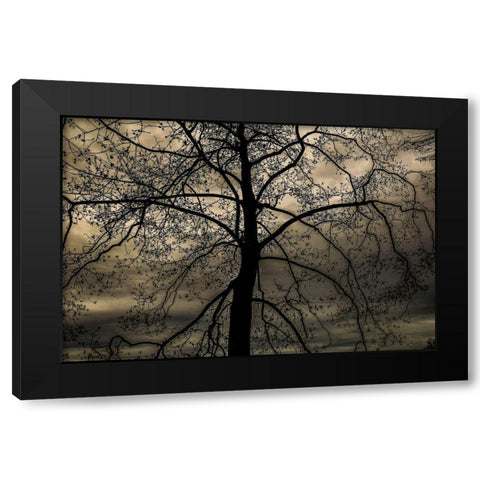Conversation Of Earth Black Modern Wood Framed Art Print by DeLuca, Pat