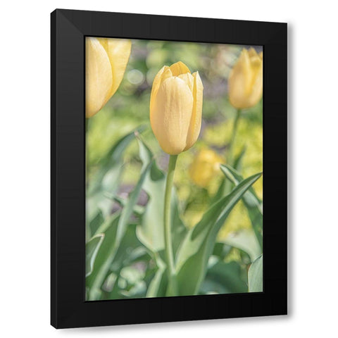 Obsequious Traditions Black Modern Wood Framed Art Print by DeLuca, Pat