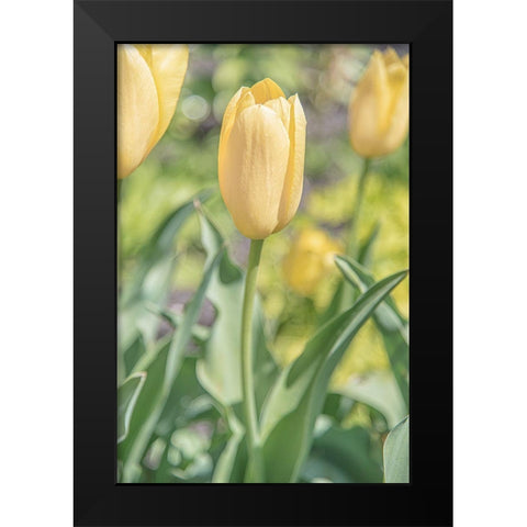 Obsequious Traditions Black Modern Wood Framed Art Print by DeLuca, Pat