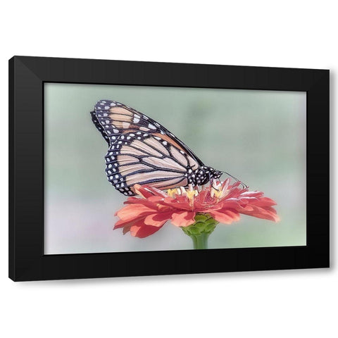Pristine Desire 1 Black Modern Wood Framed Art Print with Double Matting by DeLuca, Pat
