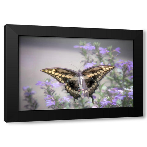 Pristine Desire 2 Black Modern Wood Framed Art Print by DeLuca, Pat