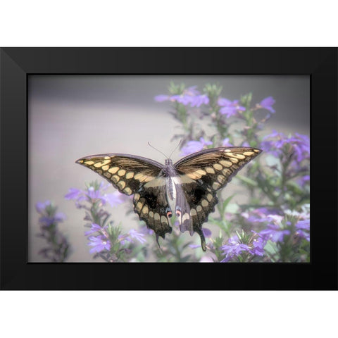 Pristine Desire 2 Black Modern Wood Framed Art Print by DeLuca, Pat