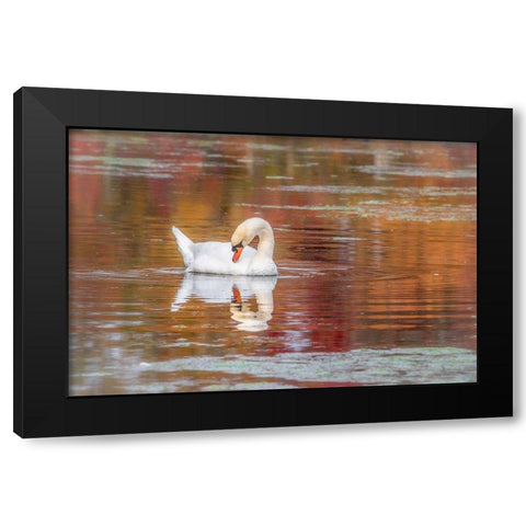 Mill Pond October Black Modern Wood Framed Art Print by DeLuca, Pat