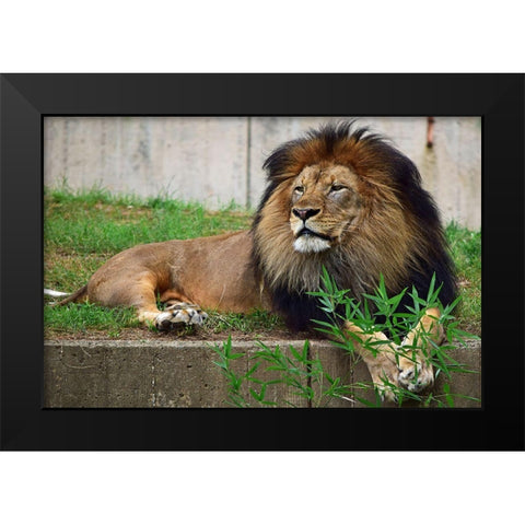 Brilliant Direction Black Modern Wood Framed Art Print by DeLuca, Pat