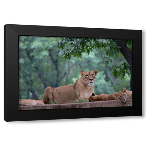 Pride Of Purpose Black Modern Wood Framed Art Print by DeLuca, Pat