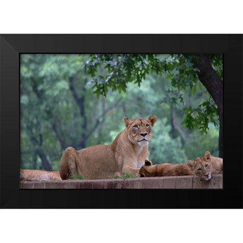 Pride Of Purpose Black Modern Wood Framed Art Print by DeLuca, Pat