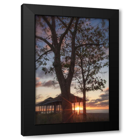 Fragile Shadows Black Modern Wood Framed Art Print by DeLuca, Pat
