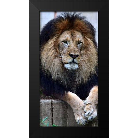 Strength And Dedication Black Modern Wood Framed Art Print by DeLuca, Pat