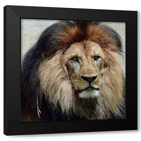 Action of Clarity Black Modern Wood Framed Art Print with Double Matting by DeLuca, Pat