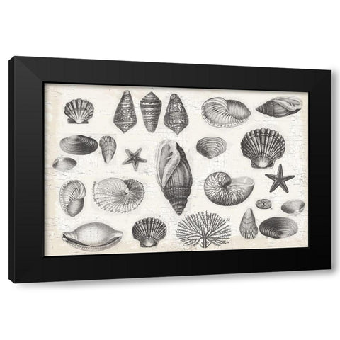 Shell Collage Black Modern Wood Framed Art Print with Double Matting by Lula Bijoux and Company
