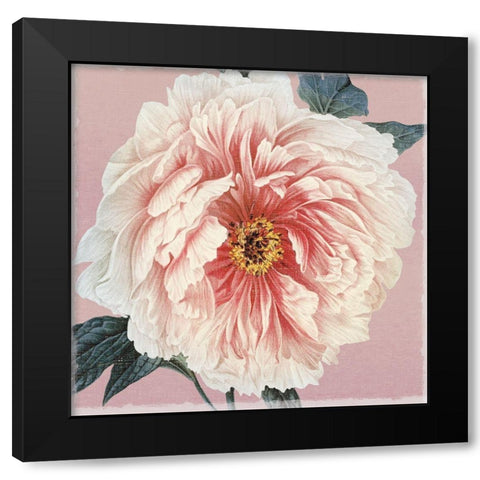 Spring Eden Peony Black Modern Wood Framed Art Print by Lula Bijoux and Company