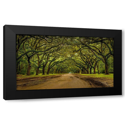 Live Oak Shade Black Modern Wood Framed Art Print by Taylor, Glenn