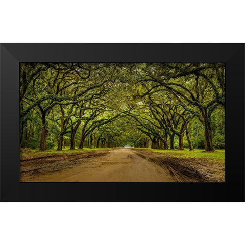 Live Oak Shade Black Modern Wood Framed Art Print by Taylor, Glenn