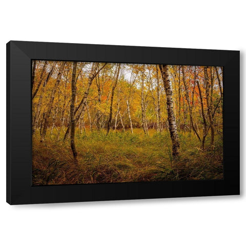 Birch Woods 1 Black Modern Wood Framed Art Print with Double Matting by Taylor, Glenn