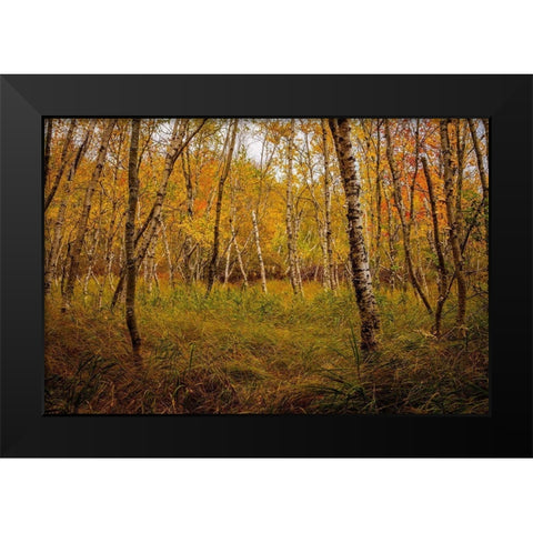 Birch Woods 1 Black Modern Wood Framed Art Print by Taylor, Glenn