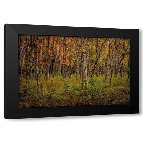 Birch Woods 2 Black Modern Wood Framed Art Print by Taylor, Glenn