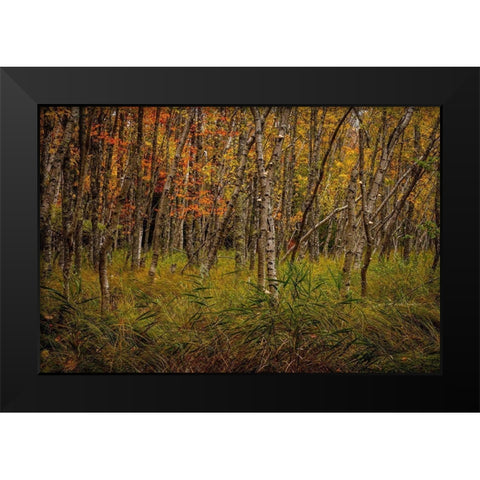 Birch Woods 2 Black Modern Wood Framed Art Print by Taylor, Glenn