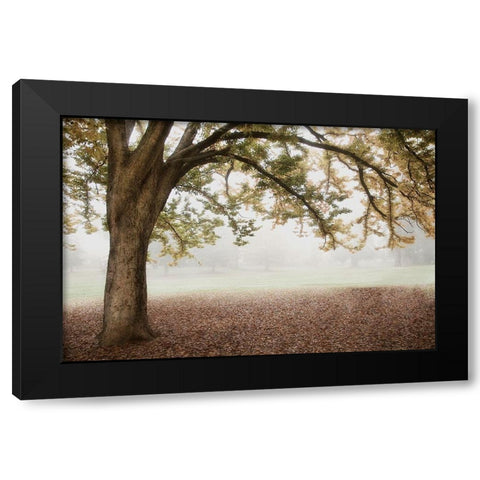 Park 1 Black Modern Wood Framed Art Print by Poinski, Dianne