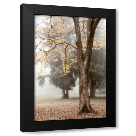 Park 3 Black Modern Wood Framed Art Print by Poinski, Dianne