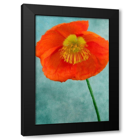 Poppy 2 Black Modern Wood Framed Art Print with Double Matting by Poinski, Dianne