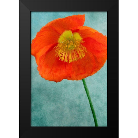 Poppy 2 Black Modern Wood Framed Art Print by Poinski, Dianne