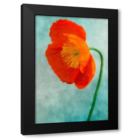 Poppy 3 Black Modern Wood Framed Art Print with Double Matting by Poinski, Dianne