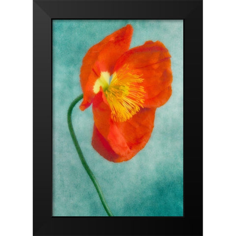 Poppy 4 Black Modern Wood Framed Art Print by Poinski, Dianne