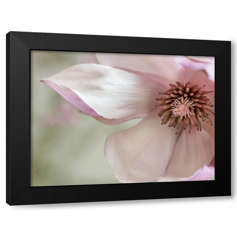 Pink Magnolia 2 Black Modern Wood Framed Art Print by Poinski, Dianne