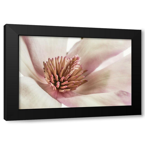 Pink Magnolia 3 Black Modern Wood Framed Art Print with Double Matting by Poinski, Dianne