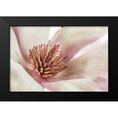 Pink Magnolia 3 Black Modern Wood Framed Art Print by Poinski, Dianne
