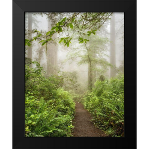 Summer Fog Black Modern Wood Framed Art Print by Poinski, Dianne
