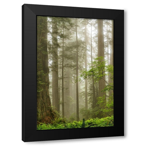 North Coast Redwoods Black Modern Wood Framed Art Print with Double Matting by Poinski, Dianne