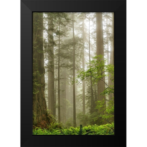 North Coast Redwoods Black Modern Wood Framed Art Print by Poinski, Dianne