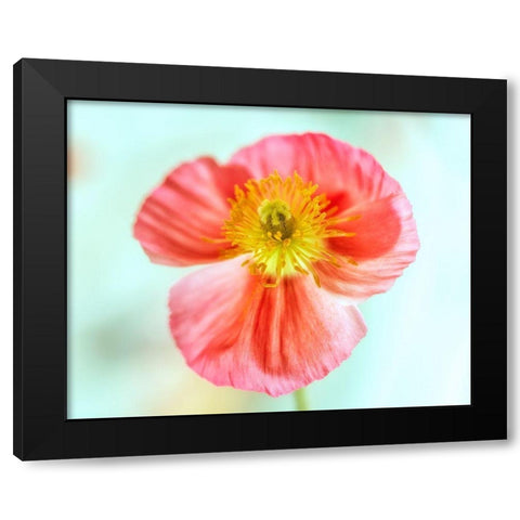 Pink Poppy 2 Black Modern Wood Framed Art Print by Poinski, Dianne