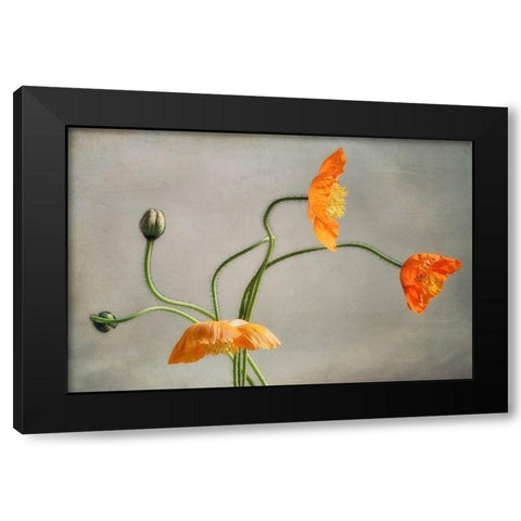 Poppies Dance Black Modern Wood Framed Art Print with Double Matting by Poinski, Dianne