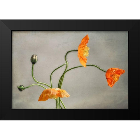Poppies Dance Black Modern Wood Framed Art Print by Poinski, Dianne