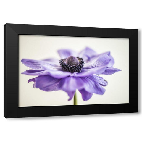 Purple Anemone 3 Black Modern Wood Framed Art Print by Poinski, Dianne