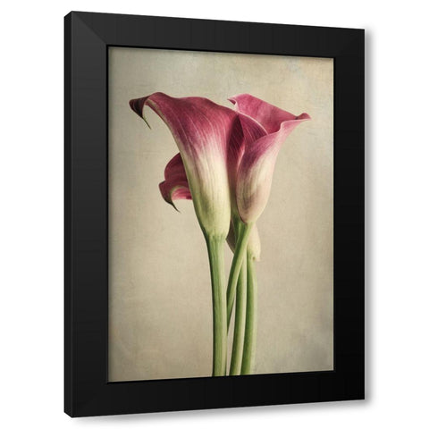 Calla Lily Pink Black Modern Wood Framed Art Print by Poinski, Dianne