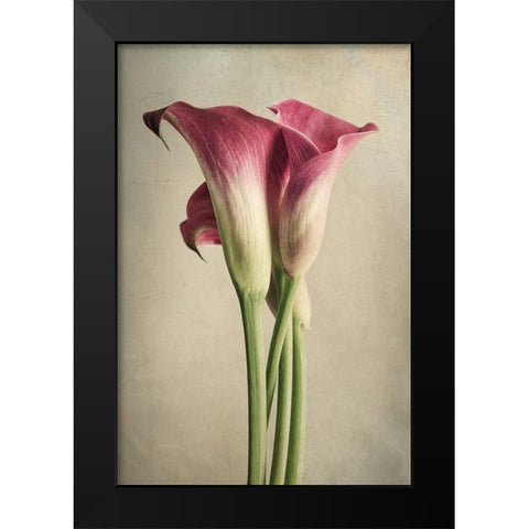 Calla Lily Pink Black Modern Wood Framed Art Print by Poinski, Dianne