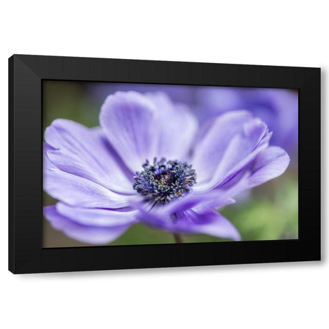 Spring Anemone II Black Modern Wood Framed Art Print by Poinski, Dianne