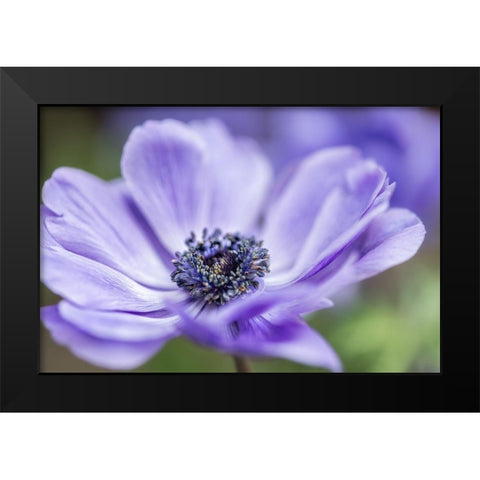 Spring Anemone II Black Modern Wood Framed Art Print by Poinski, Dianne