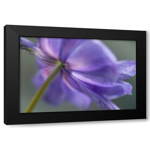 Spring Anemone V Black Modern Wood Framed Art Print with Double Matting by Poinski, Dianne
