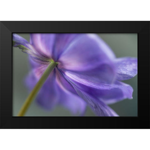 Spring Anemone V Black Modern Wood Framed Art Print by Poinski, Dianne