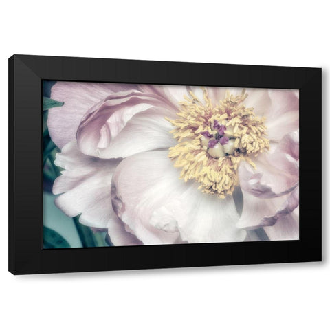 Dusty Bloom 1 Black Modern Wood Framed Art Print by Poinski, Dianne