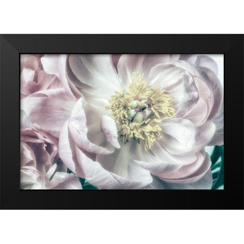 Dusty Bloom 2 Black Modern Wood Framed Art Print by Poinski, Dianne