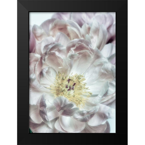 Dusty Bloom 4 Black Modern Wood Framed Art Print by Poinski, Dianne