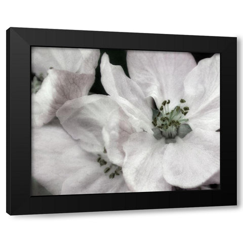 Soft Blossoms II Black Modern Wood Framed Art Print by Poinski, Dianne