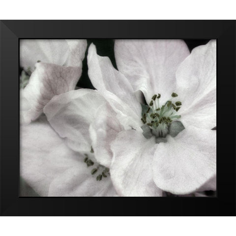 Soft Blossoms II Black Modern Wood Framed Art Print by Poinski, Dianne